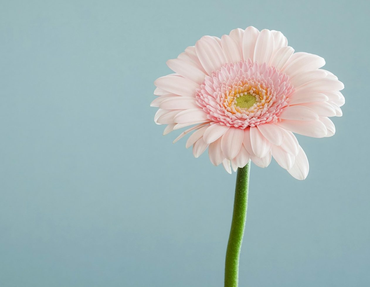 Eine pinkfarbene Gerbera-Blume vor einem hellblauen Hintergrund.